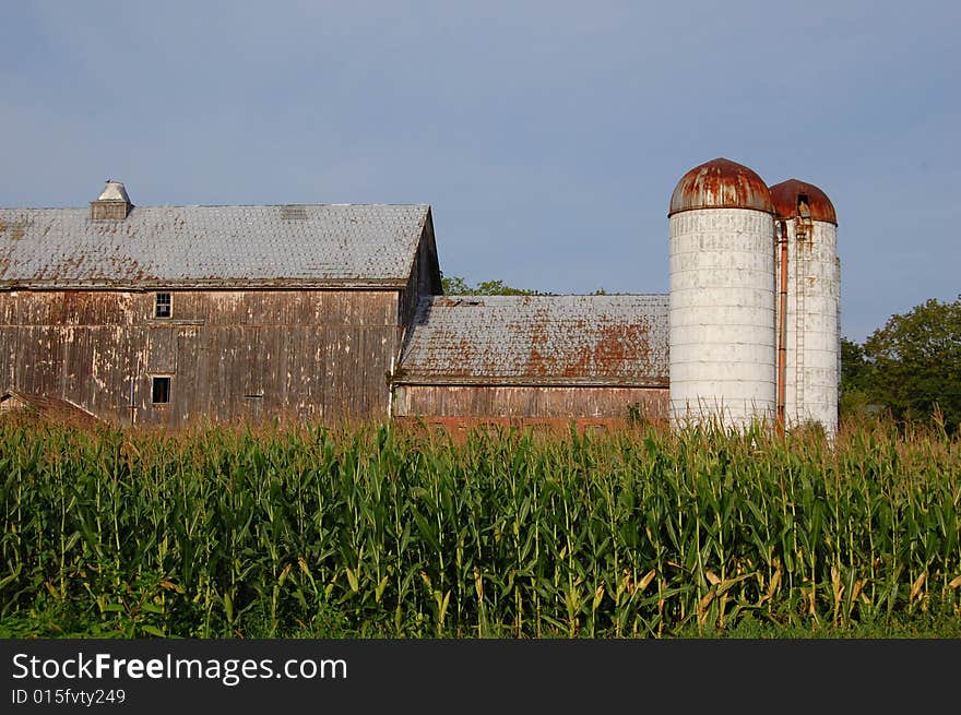 Barn With Silo And Corn Field