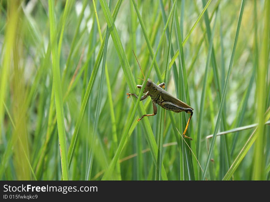 Close-up view of grasshopper in tall weeds