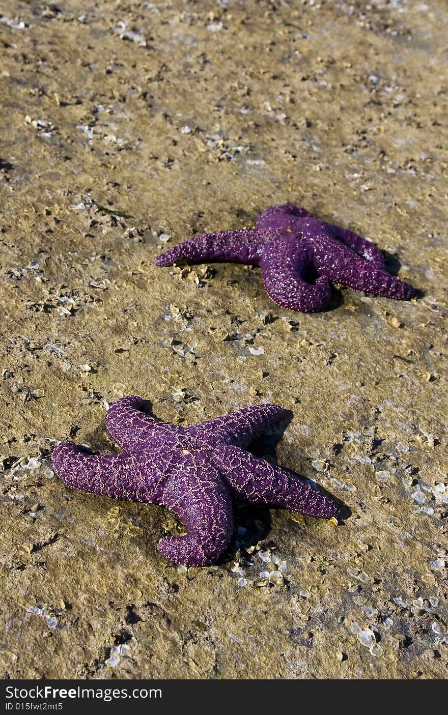 Two Purple Starfish