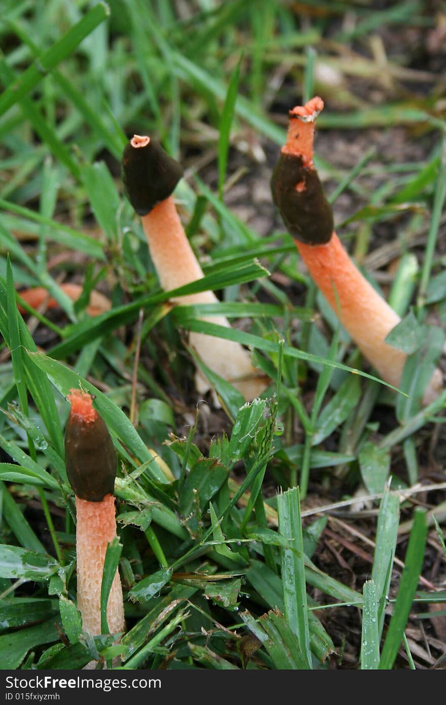 Mushrooms growing on a trail at Lincoln Memorial Gardens in Springfield, Illinois