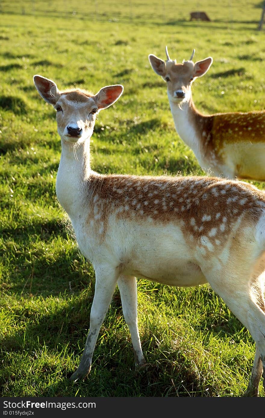 2 young  deers in the green wildlife environment. 2 young  deers in the green wildlife environment