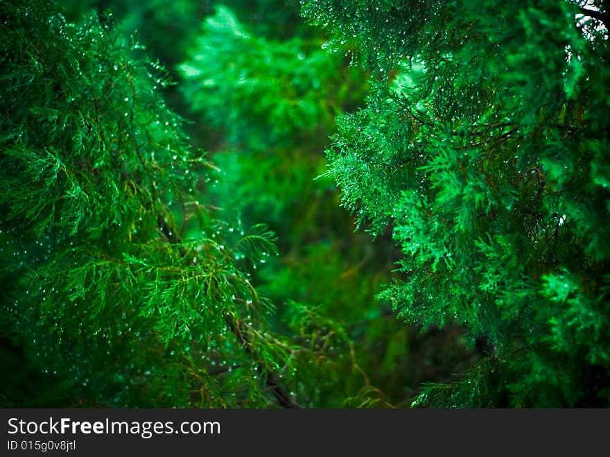 Closeup of a fir tree in the rain. Closeup of a fir tree in the rain.