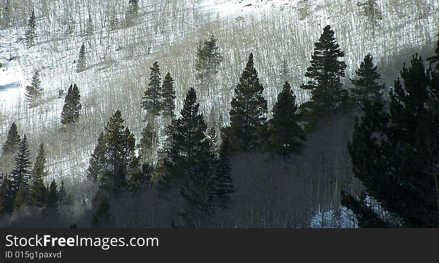 Snowy Mountain Forest