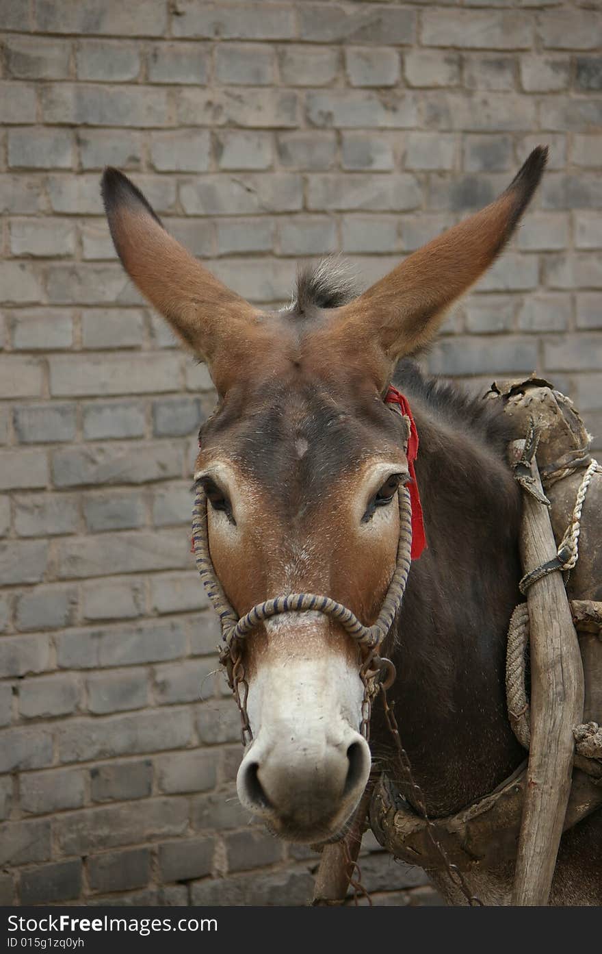 A neddy in front of the wall.