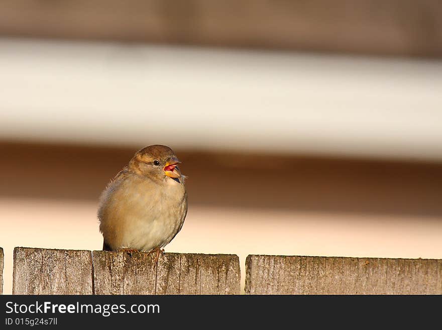 A female house sparrow sings a sunrise song. A female house sparrow sings a sunrise song