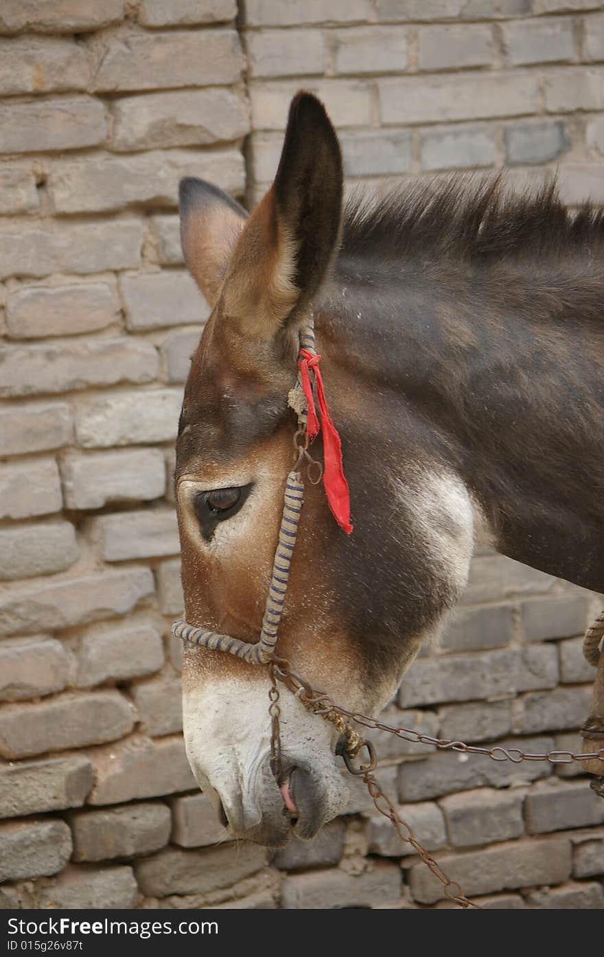 A neddy in front of the wall,side face. A neddy in front of the wall,side face.