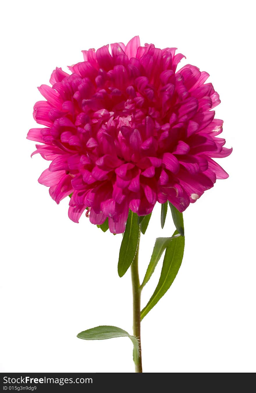 Pink aster