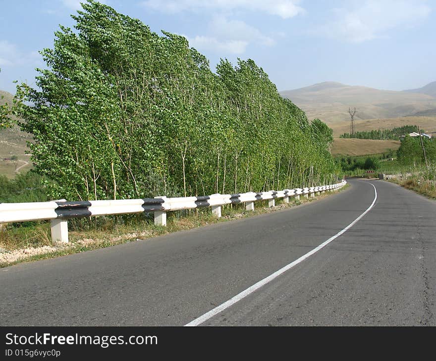 Road and trees