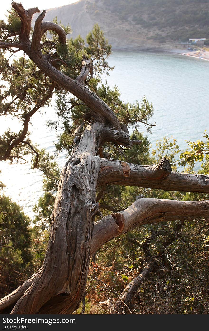 An old pine tree on a rocky shore