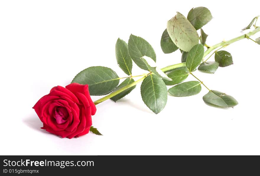 Red rose close-up isolated on white background