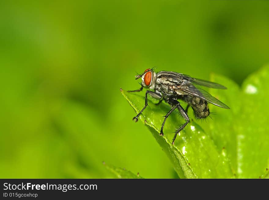 Small housefly in the parks