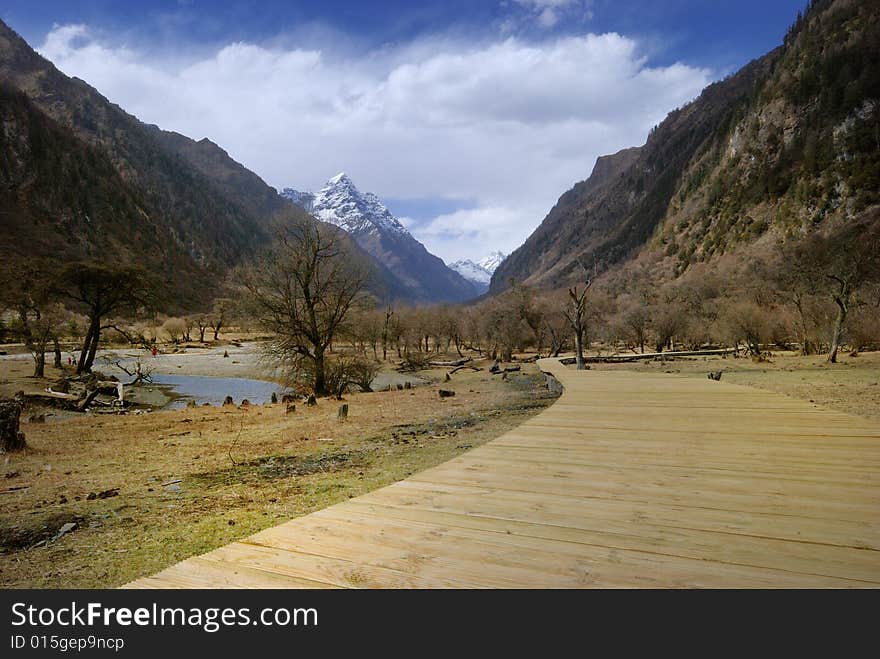 Way into the woods, blue sky and snow-capped mountains in the distance is.Photographs the place is the Chinese Sichuan province Xiaojin County's Mt. Siguniang mountain . Way into the woods, blue sky and snow-capped mountains in the distance is.Photographs the place is the Chinese Sichuan province Xiaojin County's Mt. Siguniang mountain