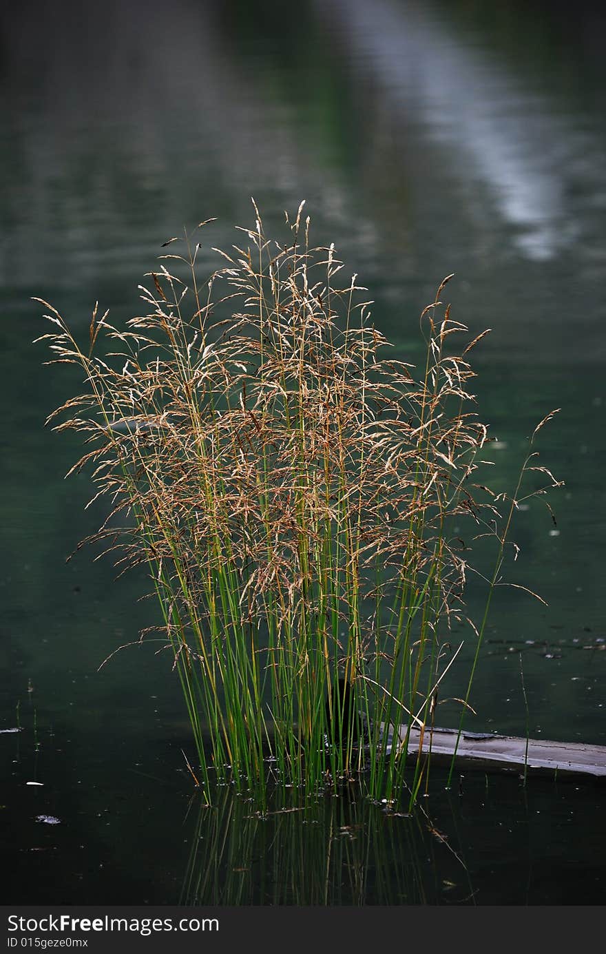 The water plant, a simple composition, interesting