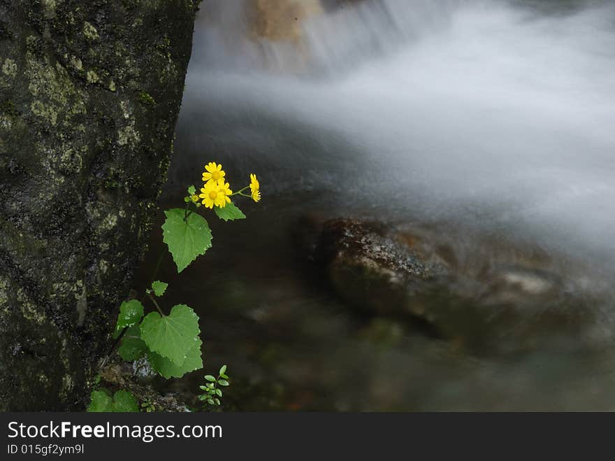 After the rain of small yellow flower, is feeling the moist, bright colors. After the rain of small yellow flower, is feeling the moist, bright colors