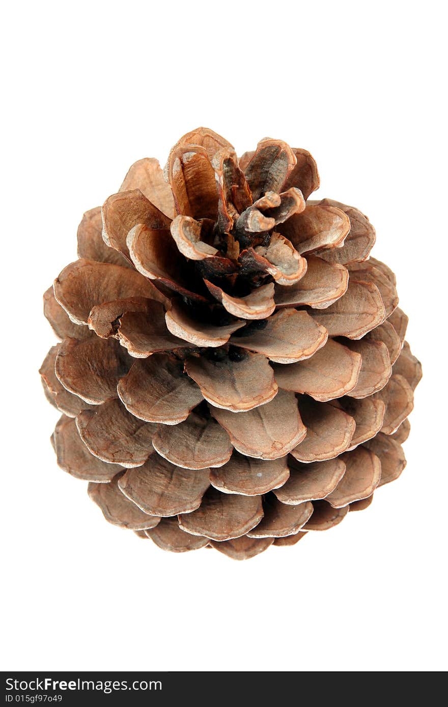 Pine s cone