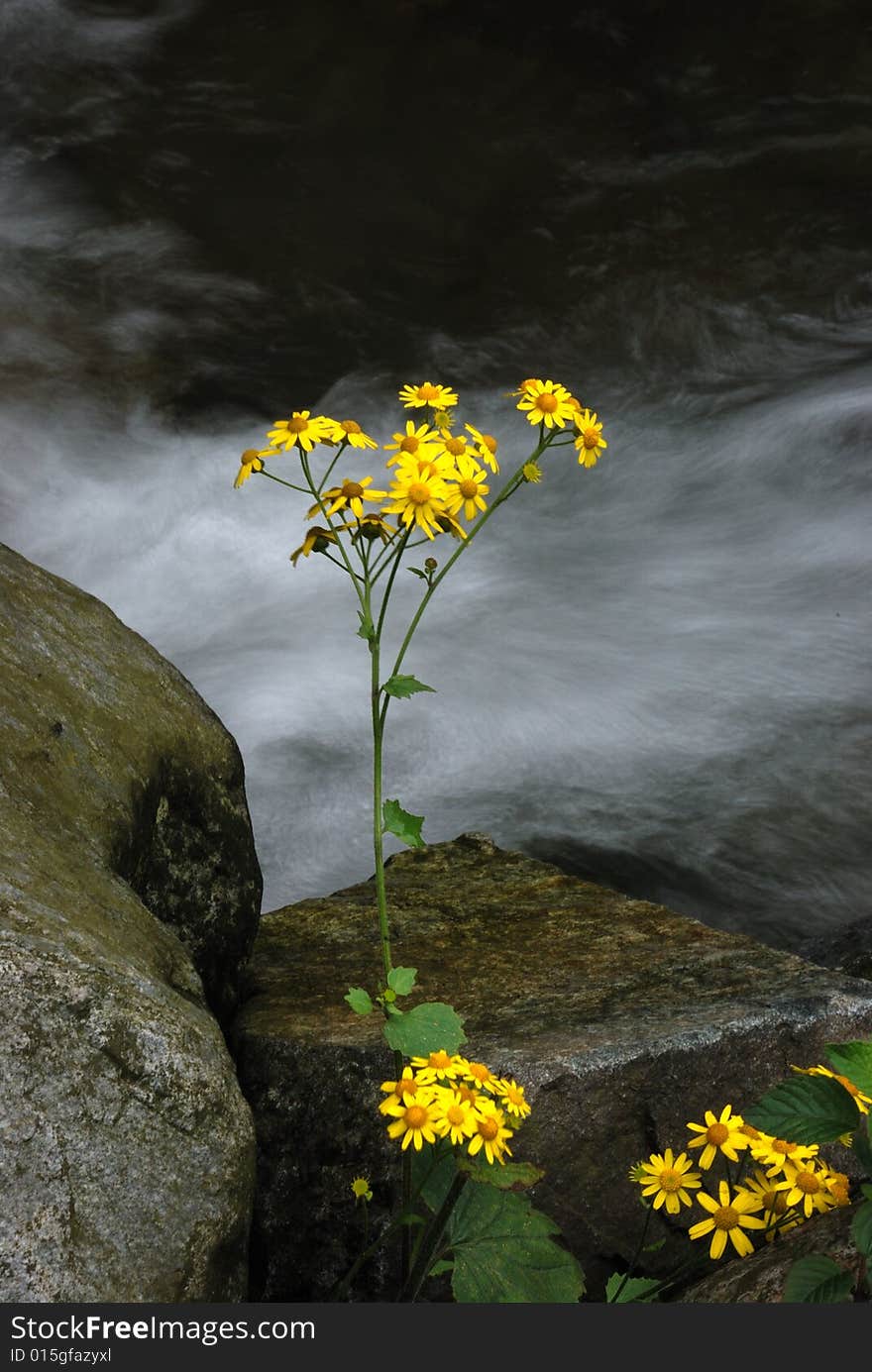 After the rain of small yellow flower, is feeling the moist, bright colors. After the rain of small yellow flower, is feeling the moist, bright colors