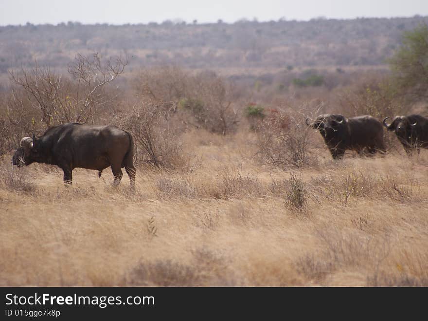 A little group of african buffalos, Kenya