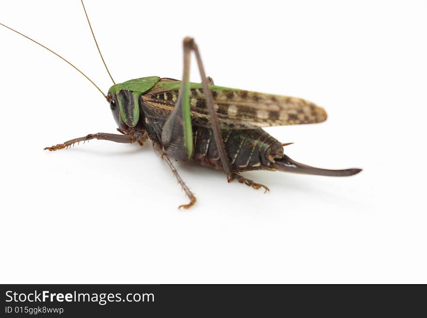 Locust Isolated In White