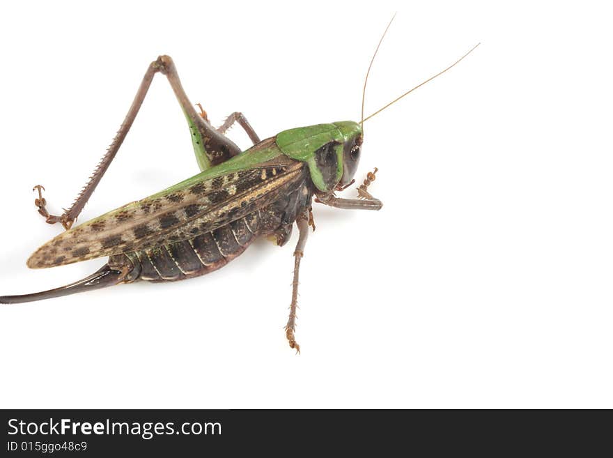 Locust Isolated In White