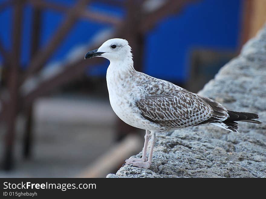 A sea-gull is sitting on a stone