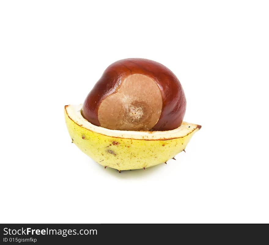 Chestnut with yellow shell isolated on white