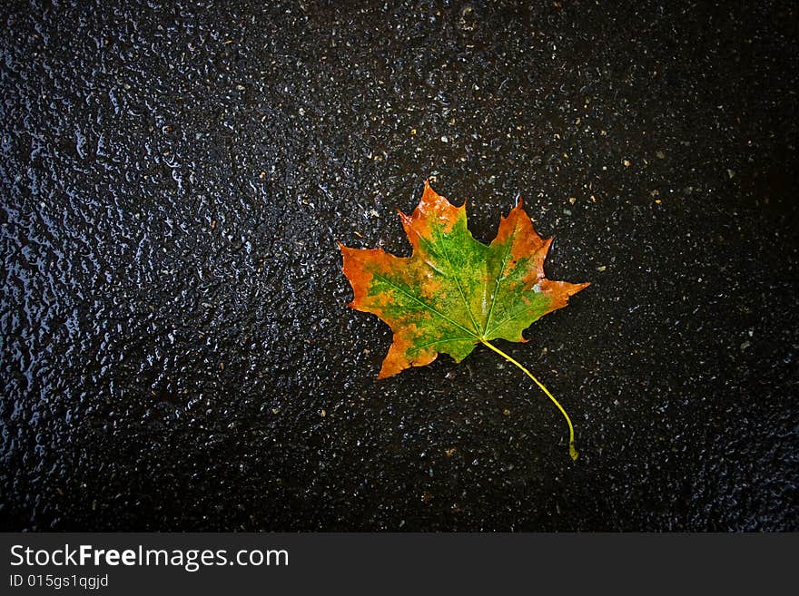 Autumn leaf on asphalt, background