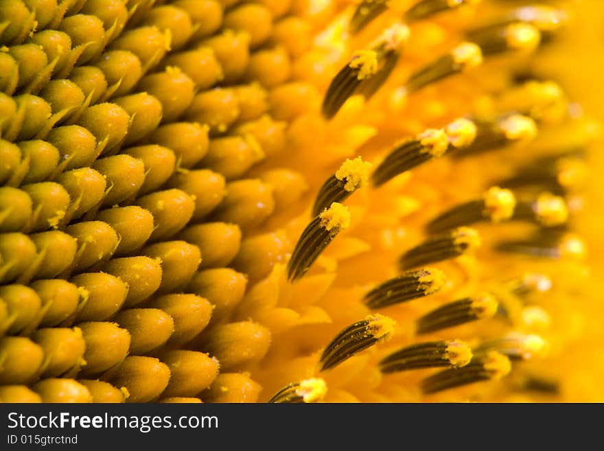 Sun, summer, yellow sunflower, good mood