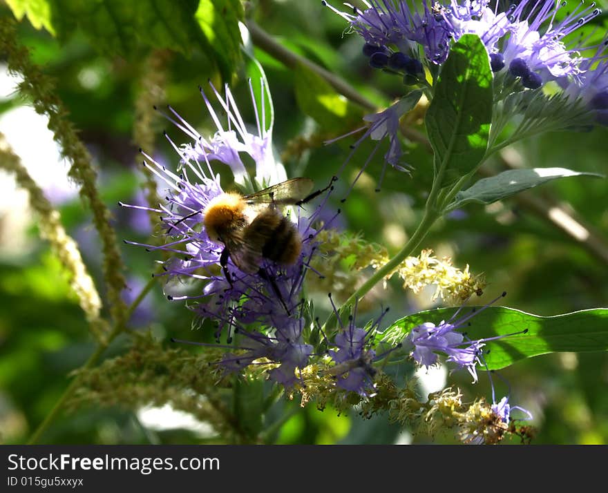 The bumblebee in the violet flower