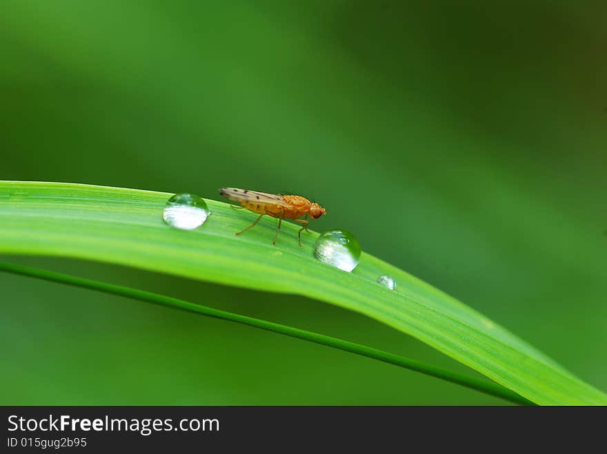 Drop on a blade of grass. Drop on a blade of grass