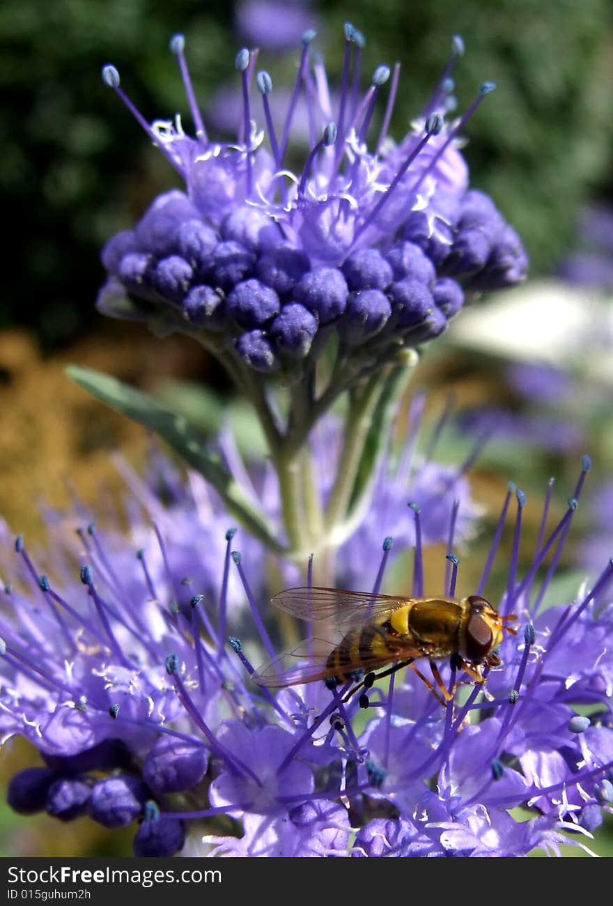 The wasp in the violet flower