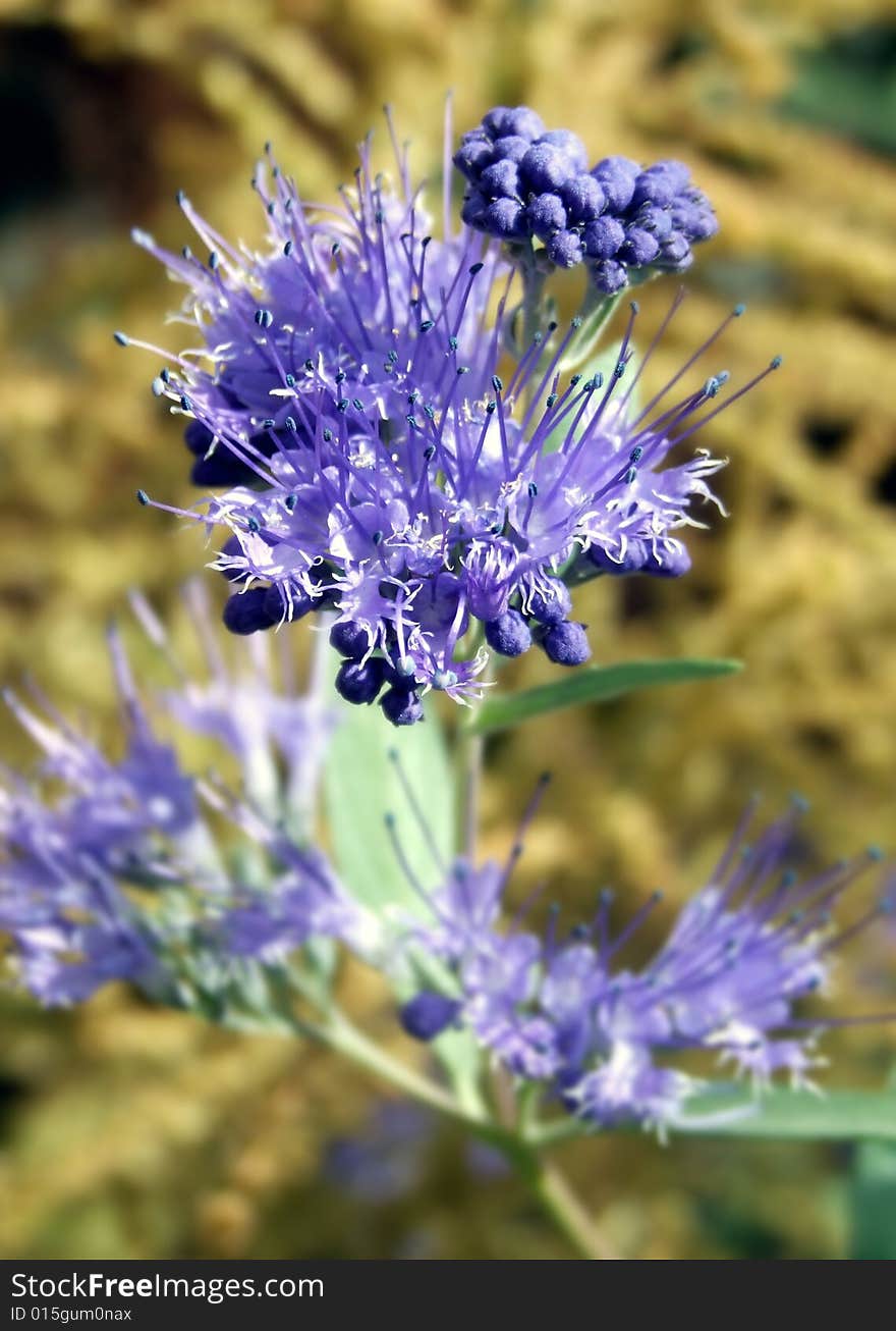 The detail of the violet flower