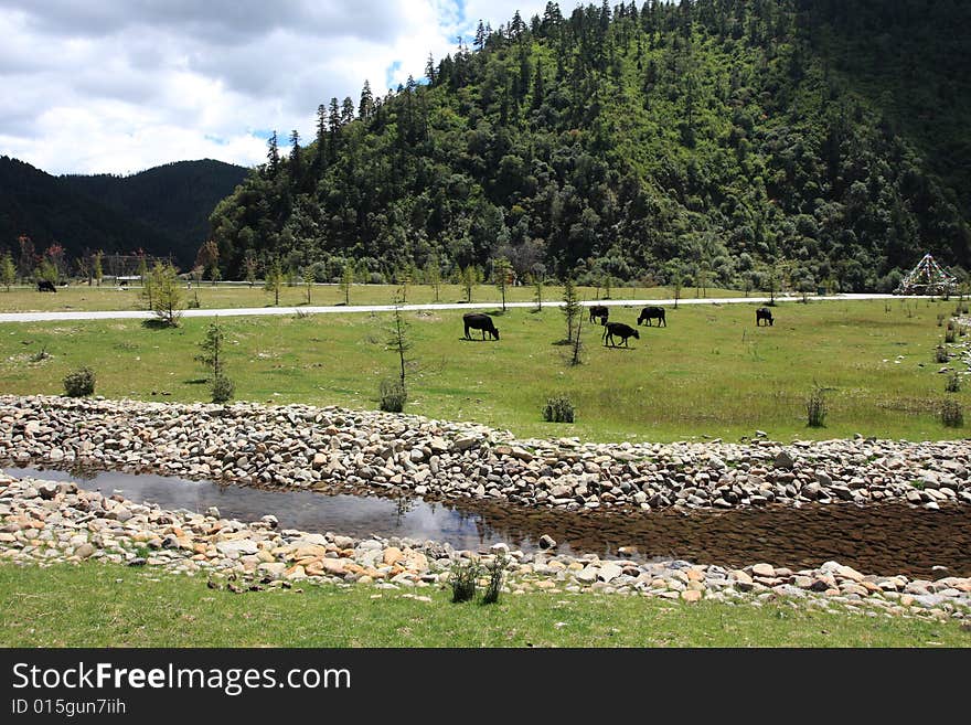 Meadow & River