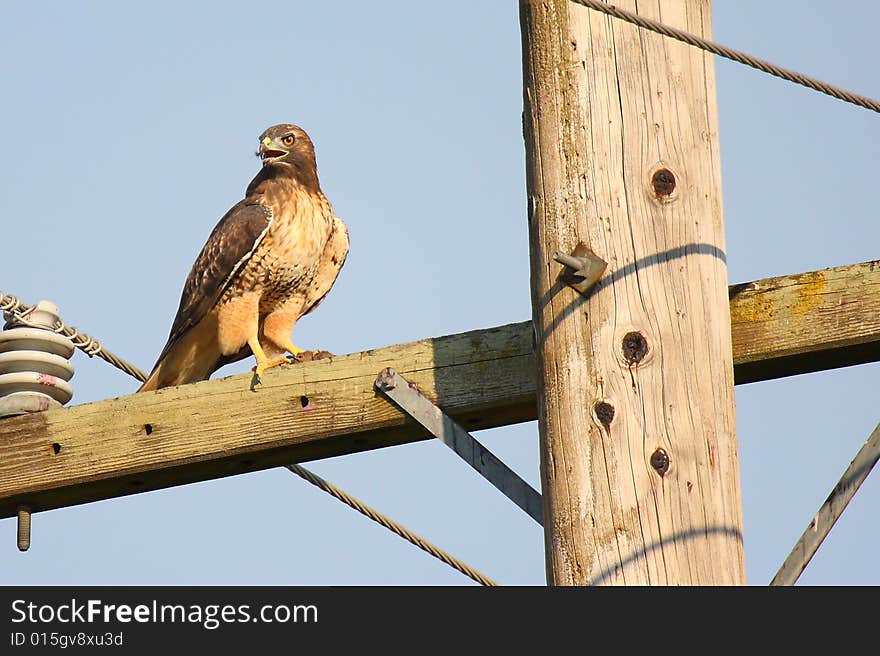 A redtail hawk sits on a power pole waiting for the right moment. A redtail hawk sits on a power pole waiting for the right moment