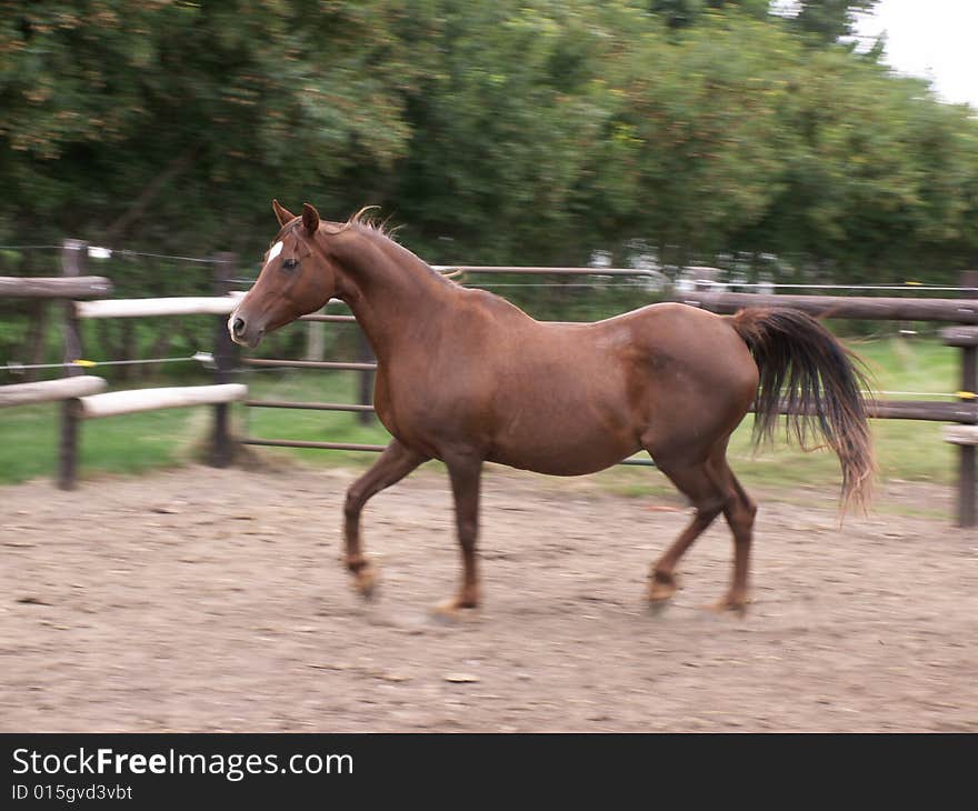 Arabian horse trotting in a paddock