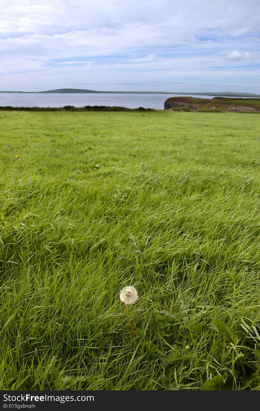 A lone dandelion in a coastal field in ireland