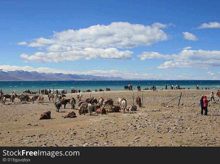 Tibet is one of the Nam Co Lake on the plateau of Pearl, surrounded by snow-capped mountains around, as in Wonderland. Tibet is one of the Nam Co Lake on the plateau of Pearl, surrounded by snow-capped mountains around, as in Wonderland