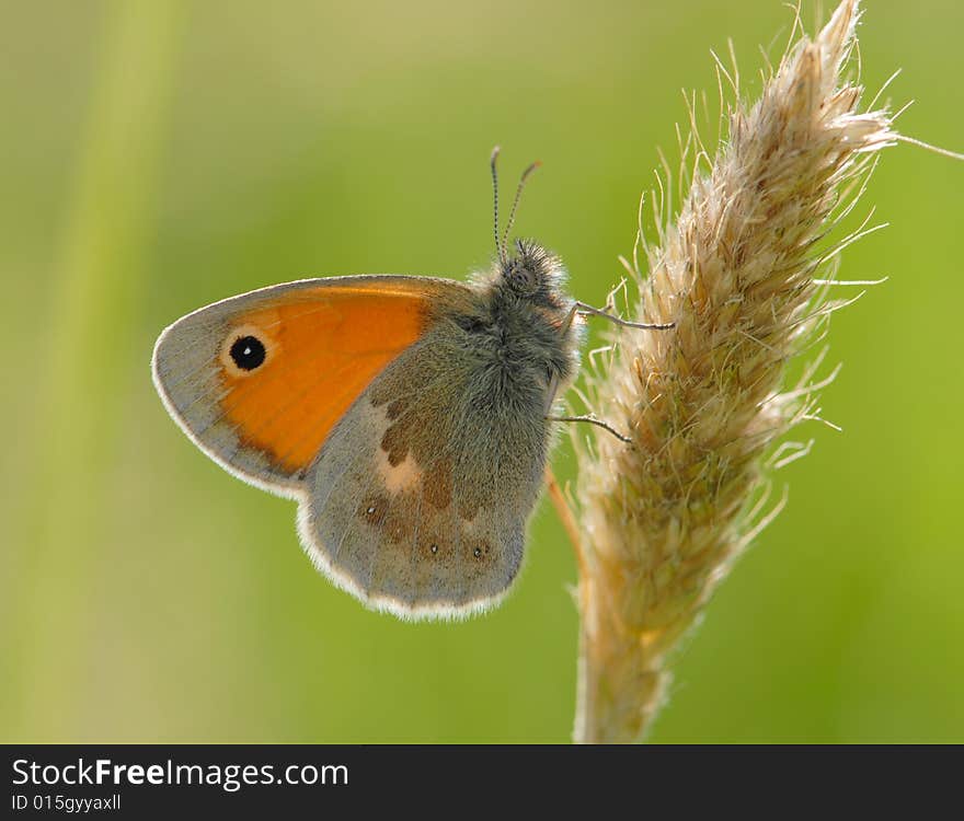 The spring butterfly on a cone. The spring butterfly on a cone