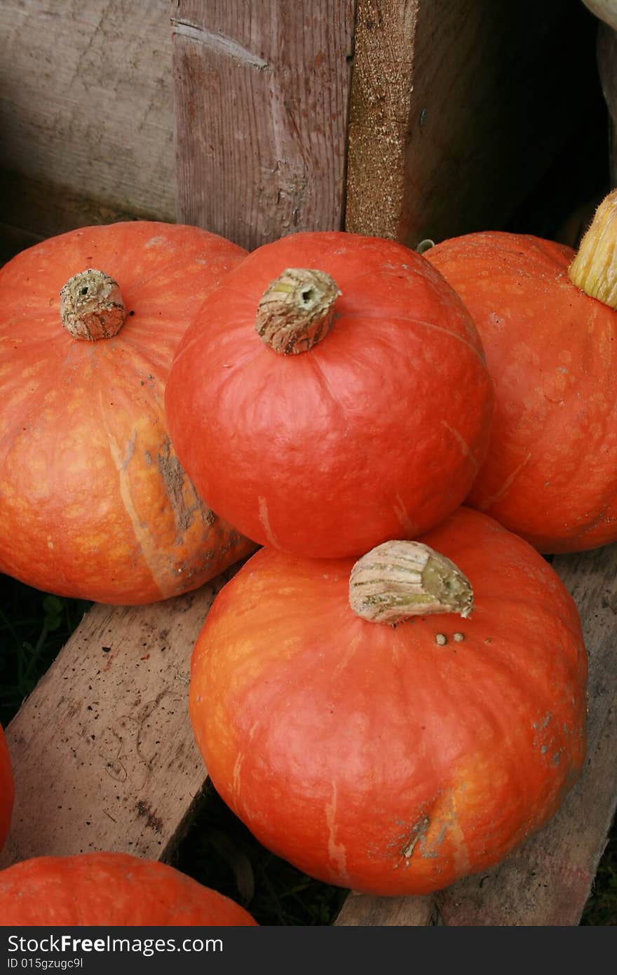 Fresh Orange Squash