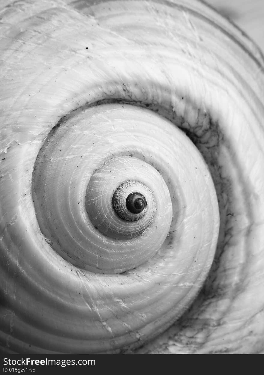 Close up on sea shell in black&white