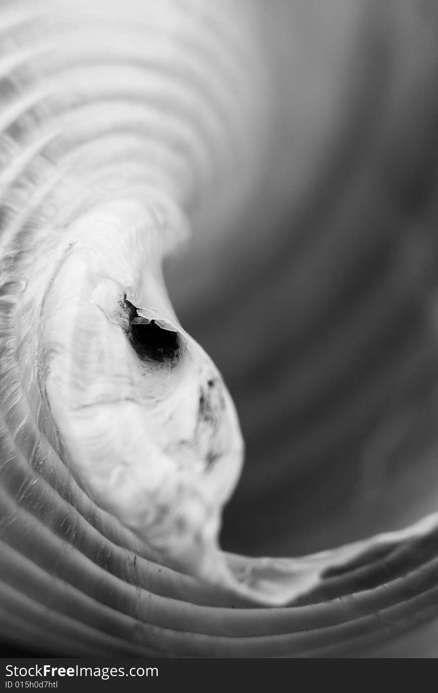 Close up of a sea shell in black&white. Close up of a sea shell in black&white