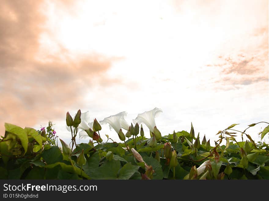 Wildfowers in a row on the west coast of ireland against a red stormy sky. Wildfowers in a row on the west coast of ireland against a red stormy sky