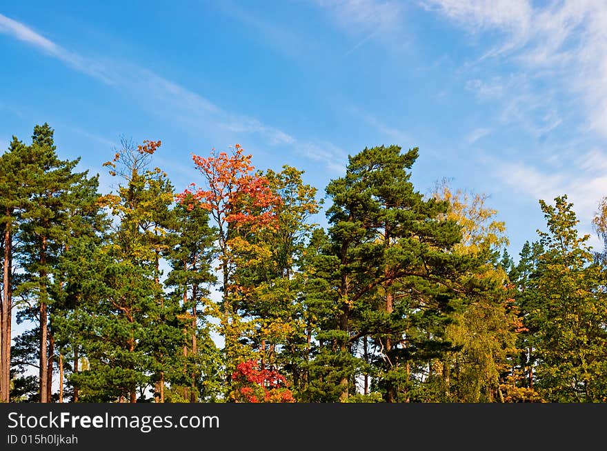 Tops of trees in wood in the early autumn