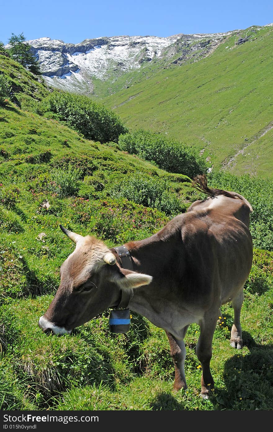 Lovely image of a grazing cow in the swiss alps