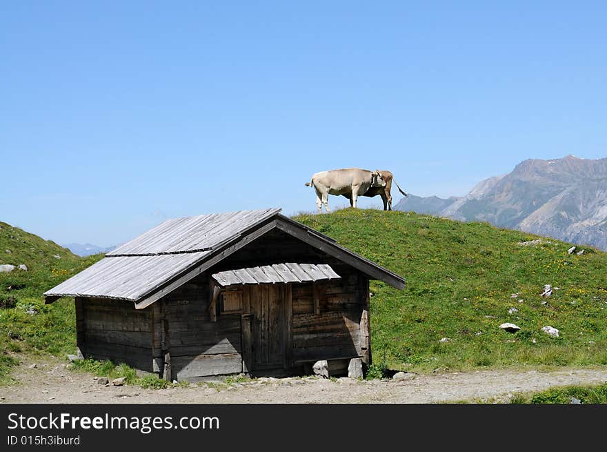 Grazing Cows In The Swiss Alps