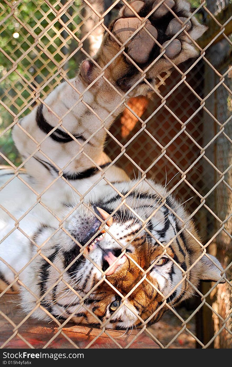 Playful bengal tiger