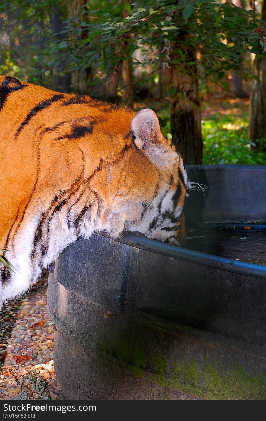 Bengal tiger drinking