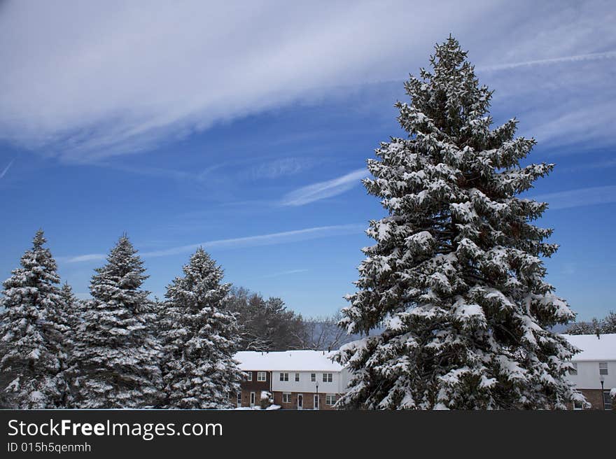 Several trees and houses after snowstorm. Several trees and houses after snowstorm