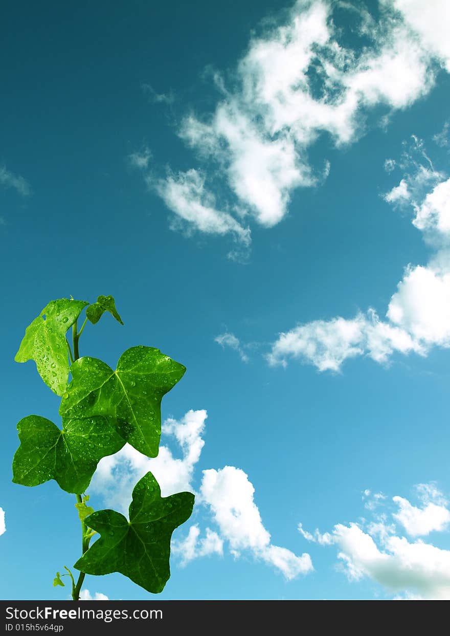 Green plant on cloudy background