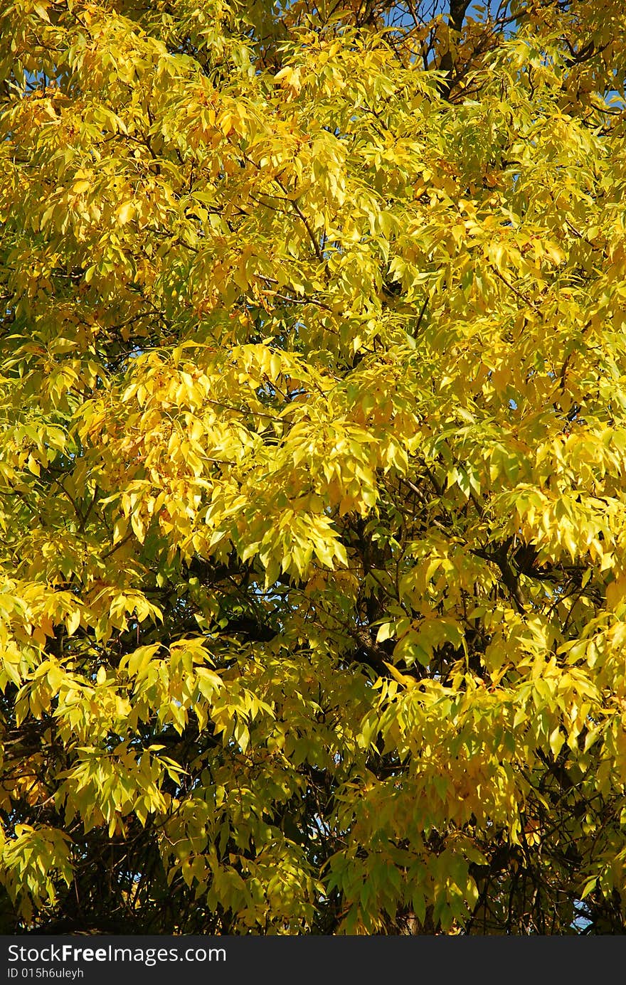 Autumn fall landscape - trees in forest. Autumn fall landscape - trees in forest