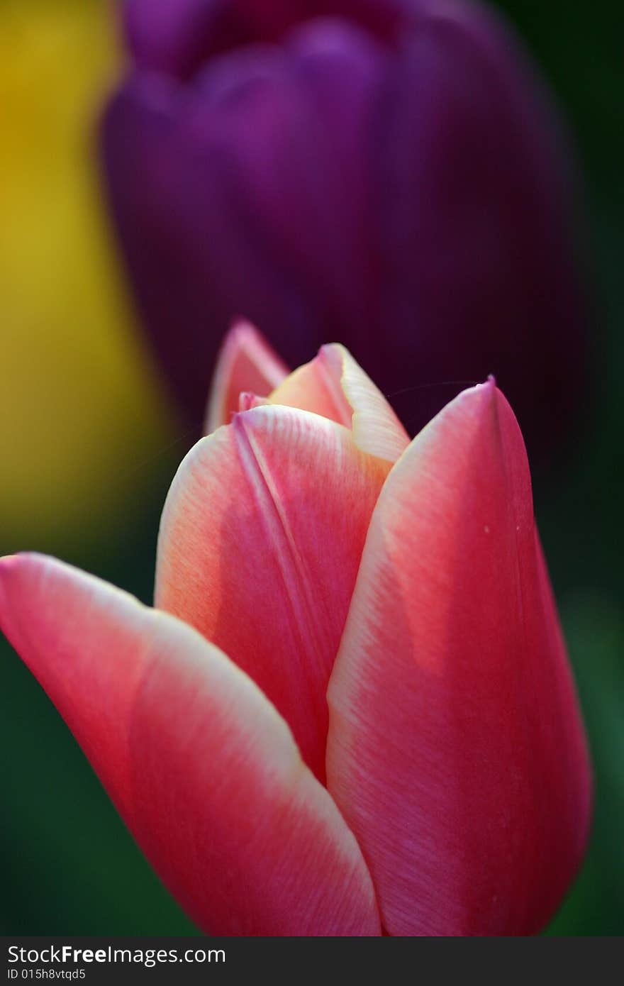 Tulip